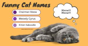 Gray cat lying on its back with a thought bubble saying "Meow, Meow" and a list of funny cat names