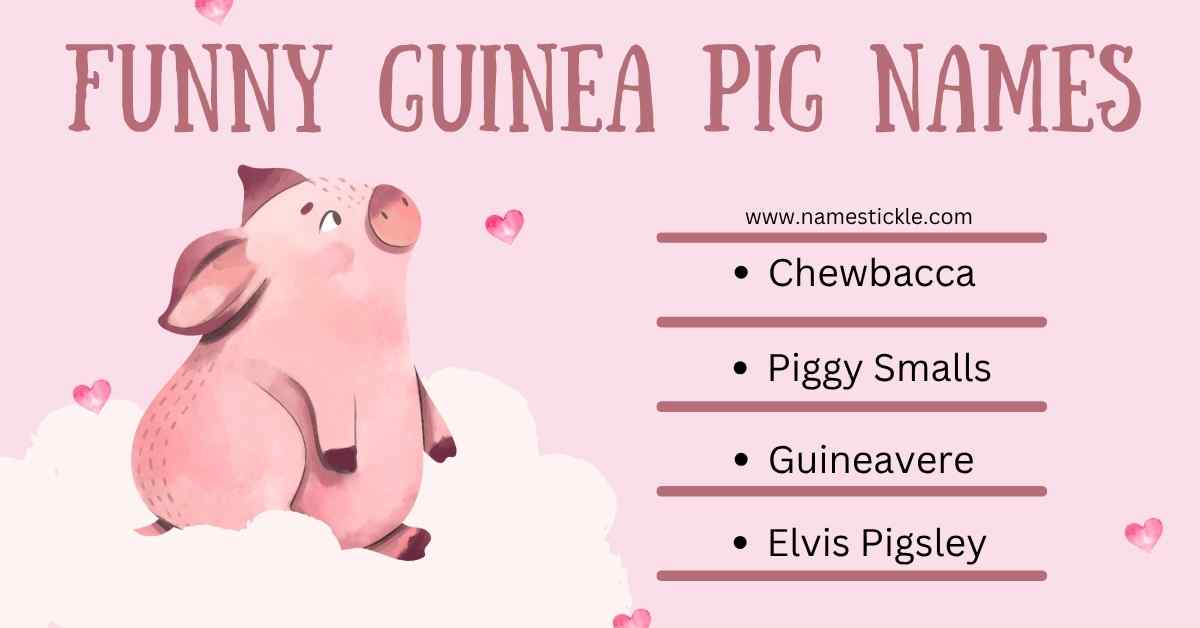 Read more about the article Best 200 Funny Guinea Pig Names for Boys and Girls