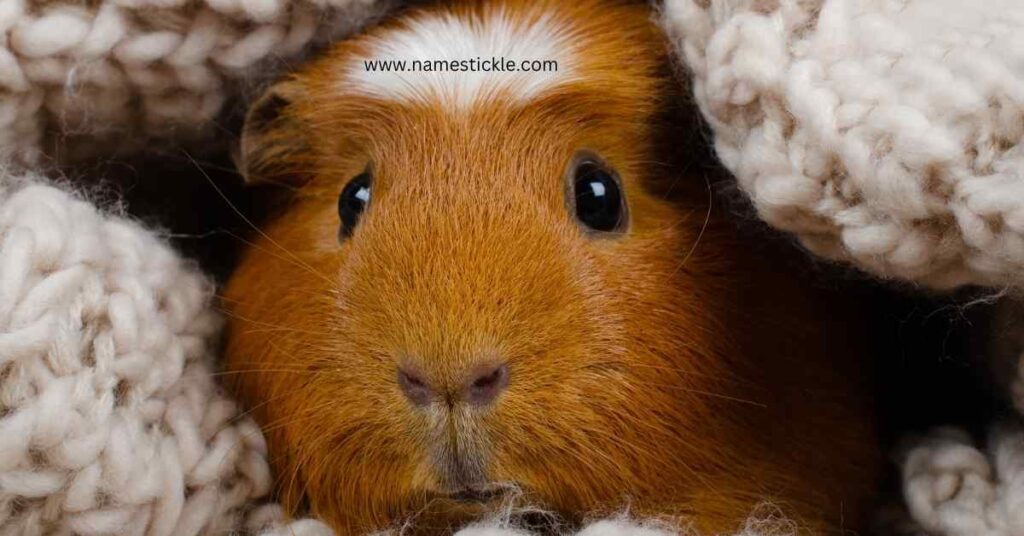 Close-up of a cute guinea pig with a white patch on its forehead, nestled in a cozy beige knitted blanket.