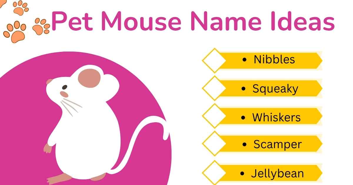 Read more about the article 200 Pet Mouse Names That Are Cute, Funny & Inspired by Disney