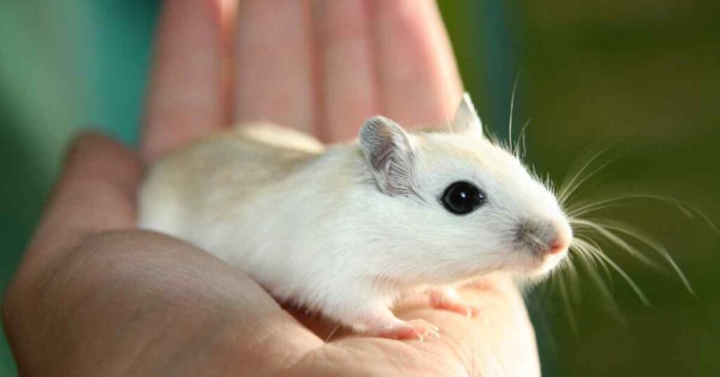 Cute mouse in hand