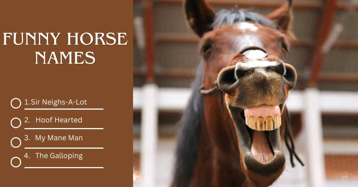 You are currently viewing Funny Horse Names: 200+ Silly Ideas for Any Horse